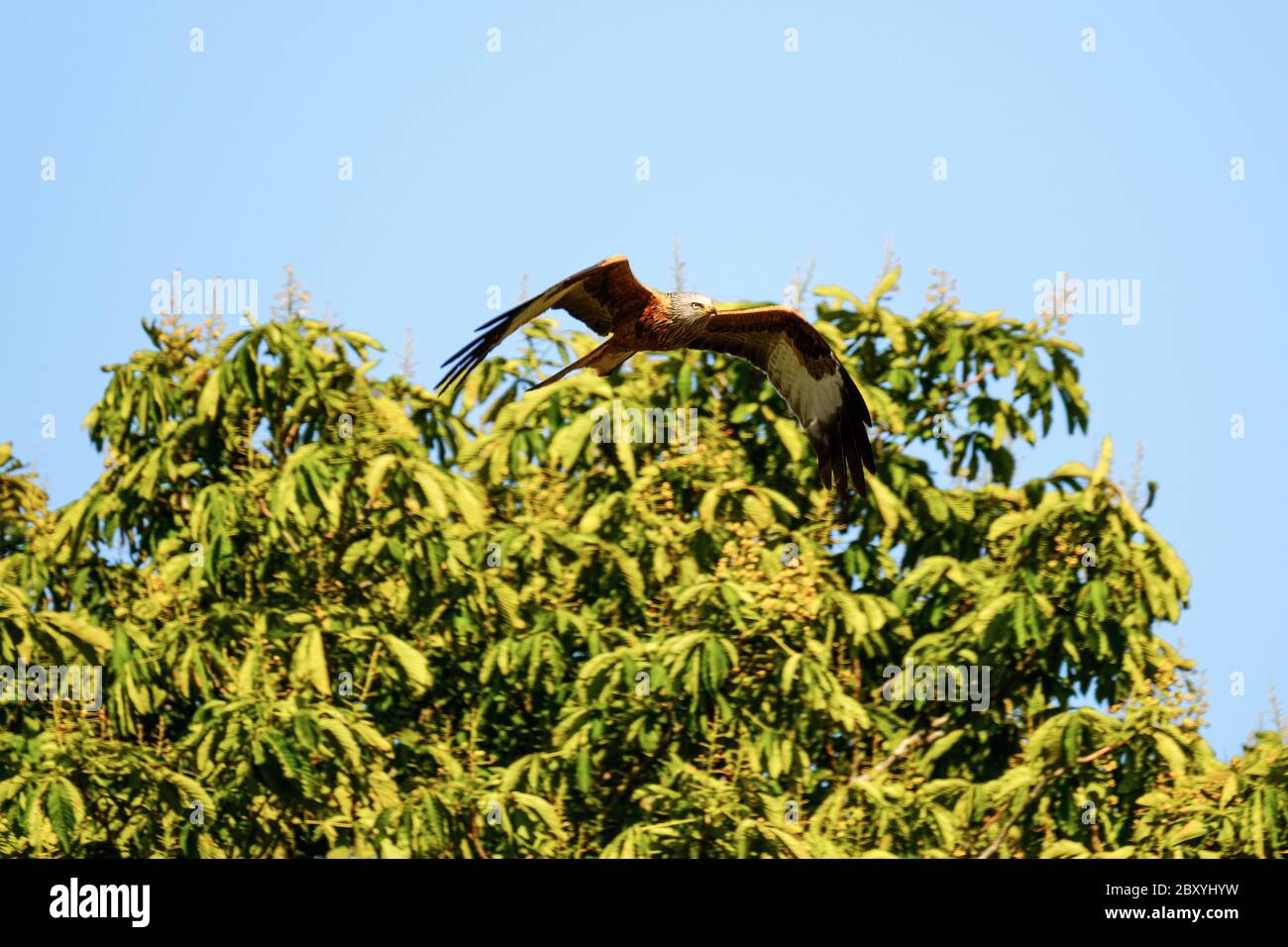 Red Kite (Milvus milvus), Regno Unito Foto Stock