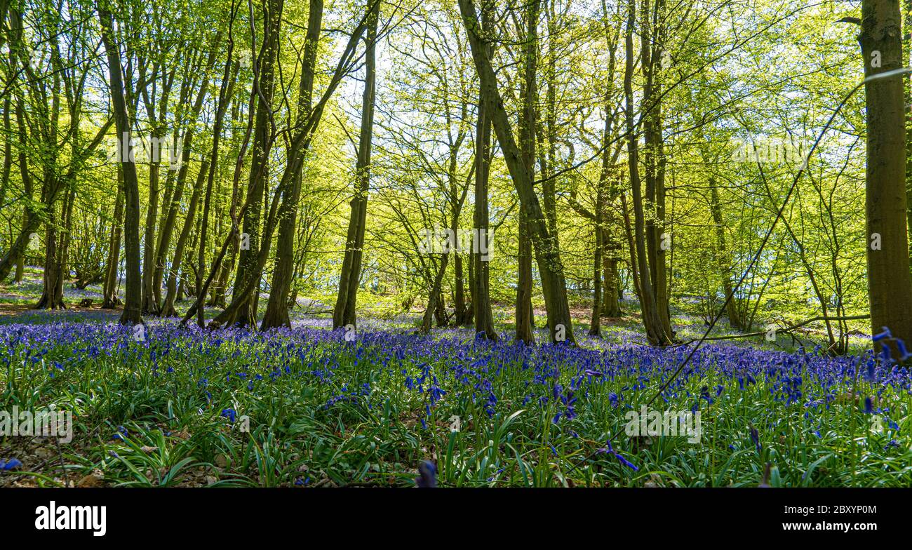 Vista a basso livello delle campane blu nei boschi e tappeti di fiori viola nel bosco nella foresta con luce solare accatastata attraverso i rami Foto Stock