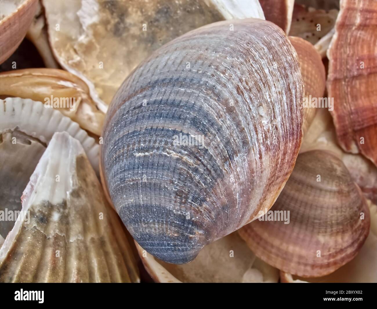 Macro di conchiglie marine in spiaggia Foto Stock