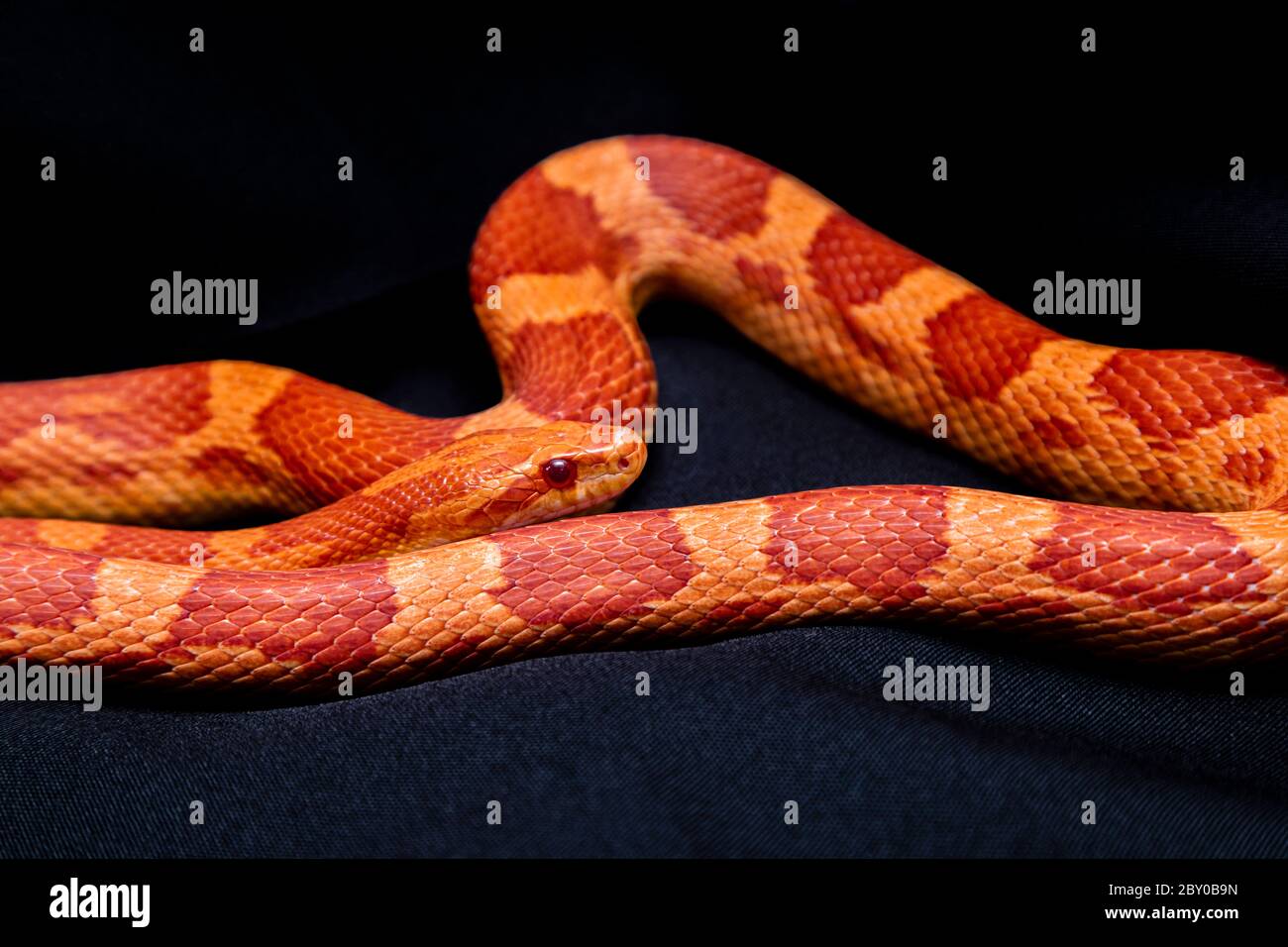 Il serpente di mais (Pantherophis guttatus) è una specie nordamericana di serpente di ratto che sottrasse la sua piccola preda dalla costrizione. Foto Stock