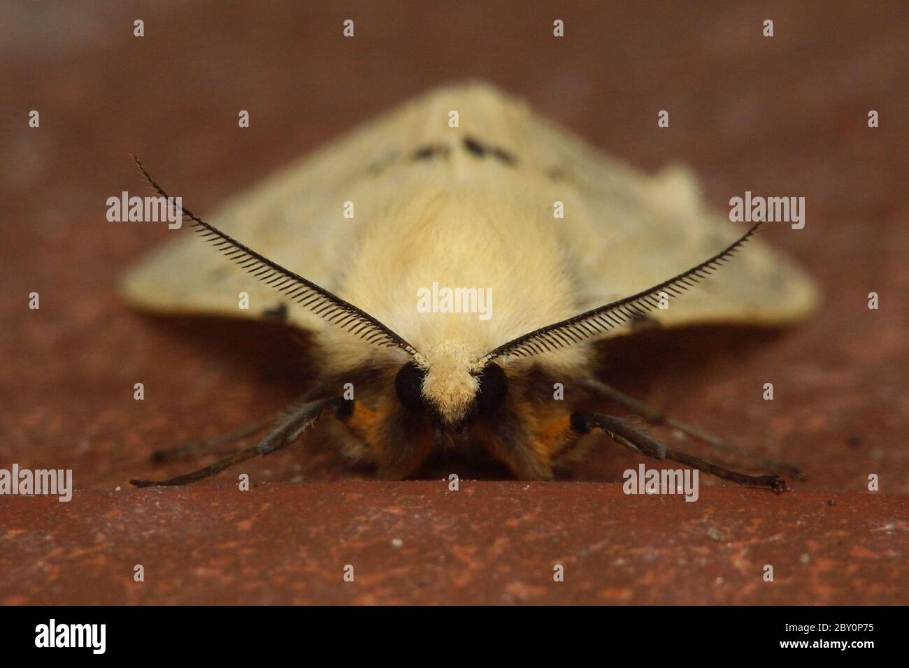 Macro Moth Foto Stock