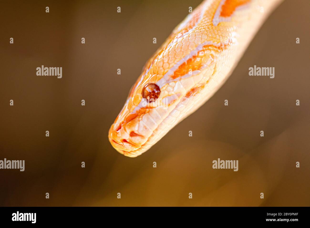 Bel Python molurus albina sul ramo dell'albero. Foto Stock
