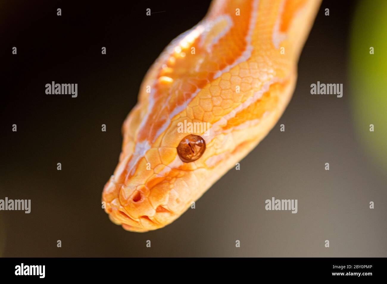 Bel Python molurus albina sul ramo dell'albero. Foto Stock