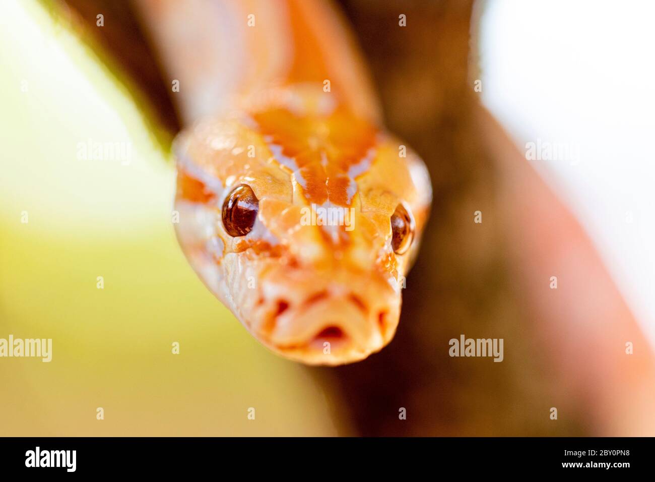 Bel Python molurus albina sul ramo dell'albero. Foto Stock