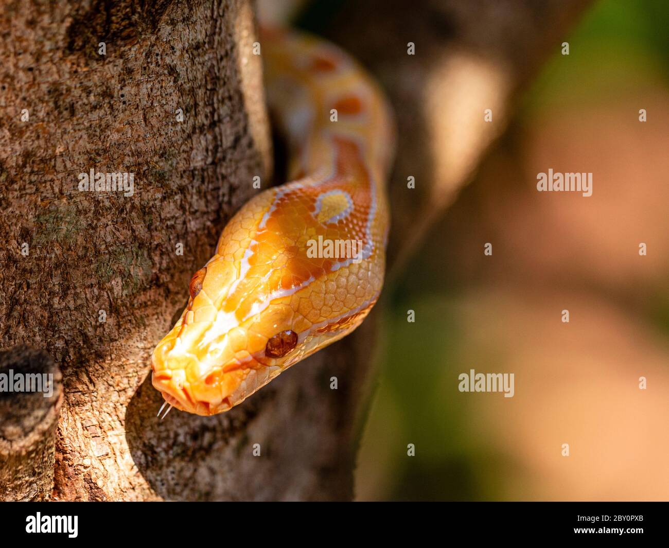 Bel Python molurus albina sul ramo dell'albero. Foto Stock