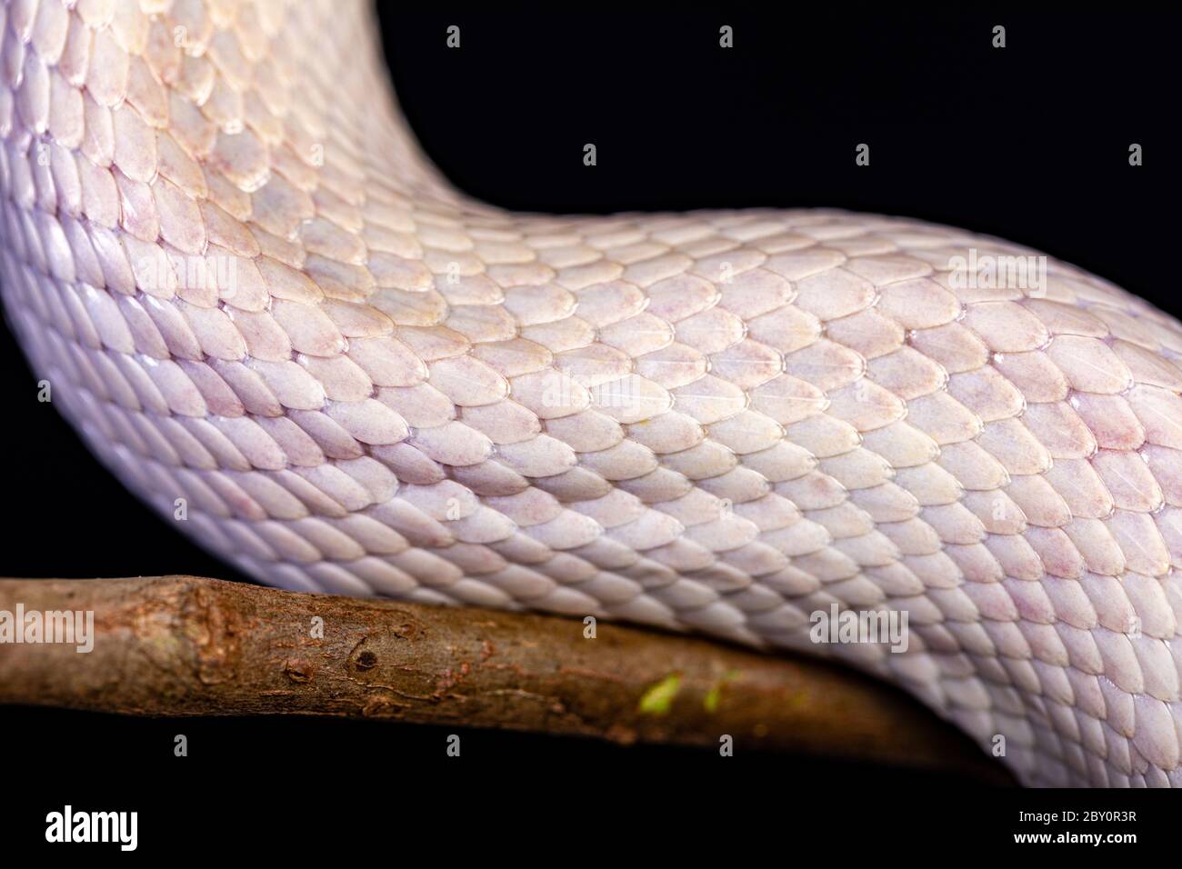 Pelle di serpente bianca, struttura, sfondo. Foto Stock