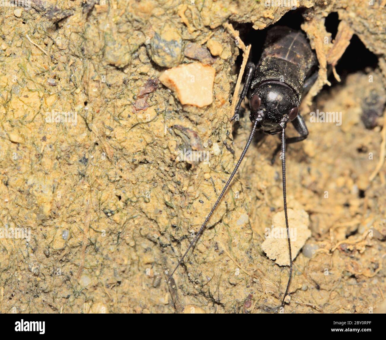Grillo di campo Foto Stock