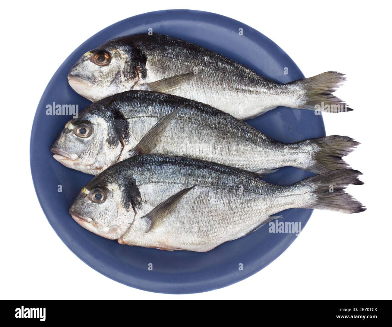 testa dorata (dorada) Foto Stock