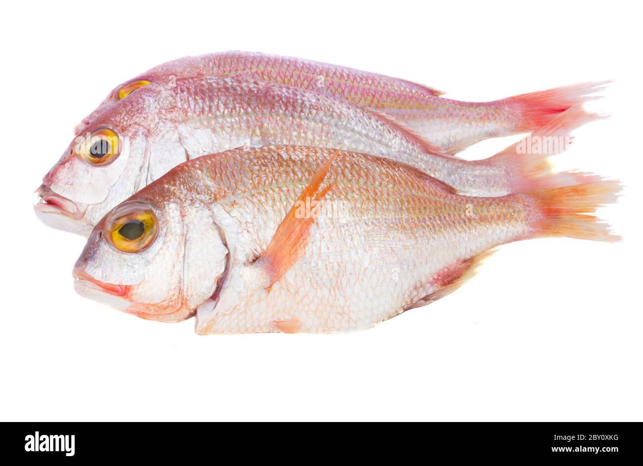 pesce di sama Foto Stock