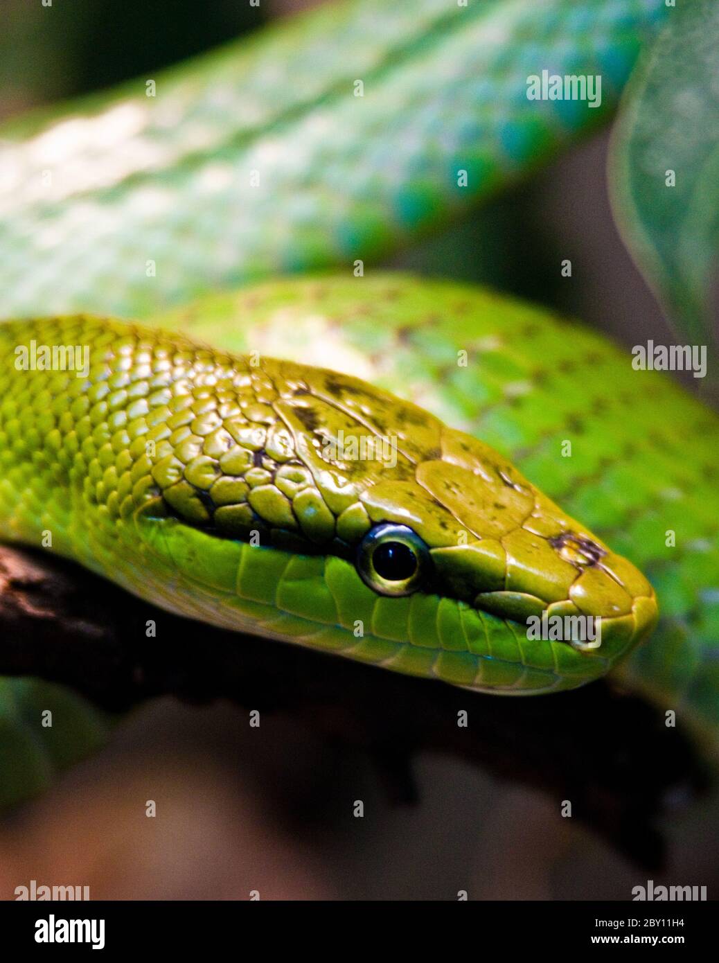 Serpente verde a coda rossa (Gonyosoma oxycephalum) Foto Stock