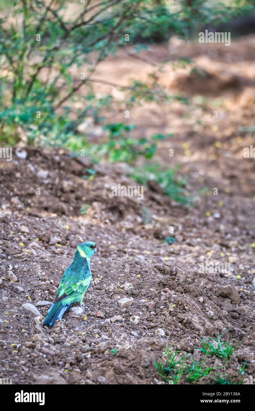 Australian Ringneck Parrot in piedi a terra alla ricerca di pericolo prima di stabilirsi per nutrire i semi d'erba in boschi di scrubby intorno a Longreach. Foto Stock