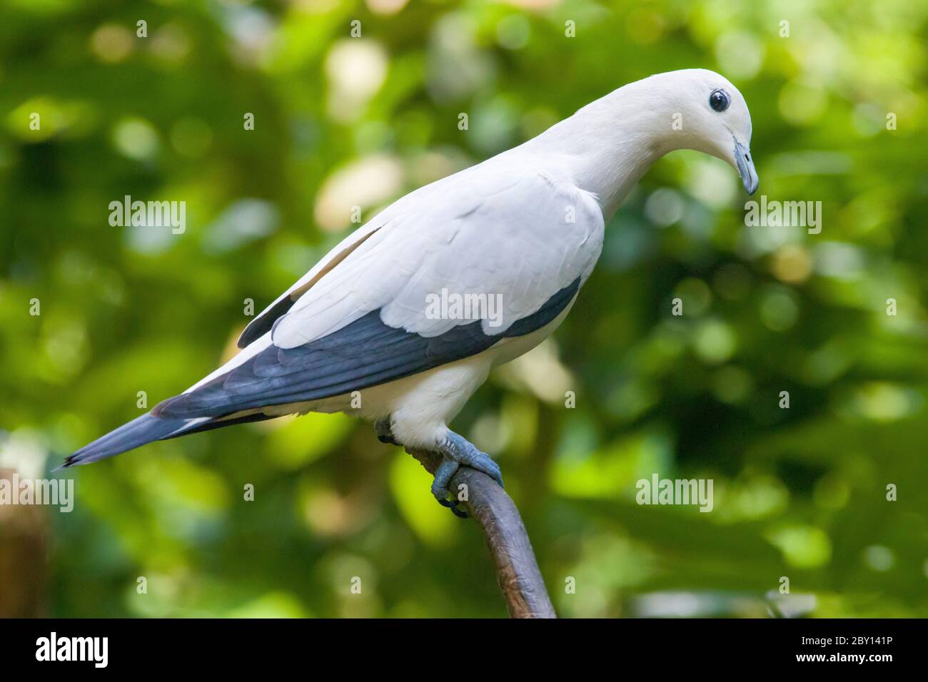 Un piccione imperiale pied (Ducula bicolore) si trova sul ramo. È una specie relativamente grande, pied di piccione. Si trova in foresta, bosco. Foto Stock