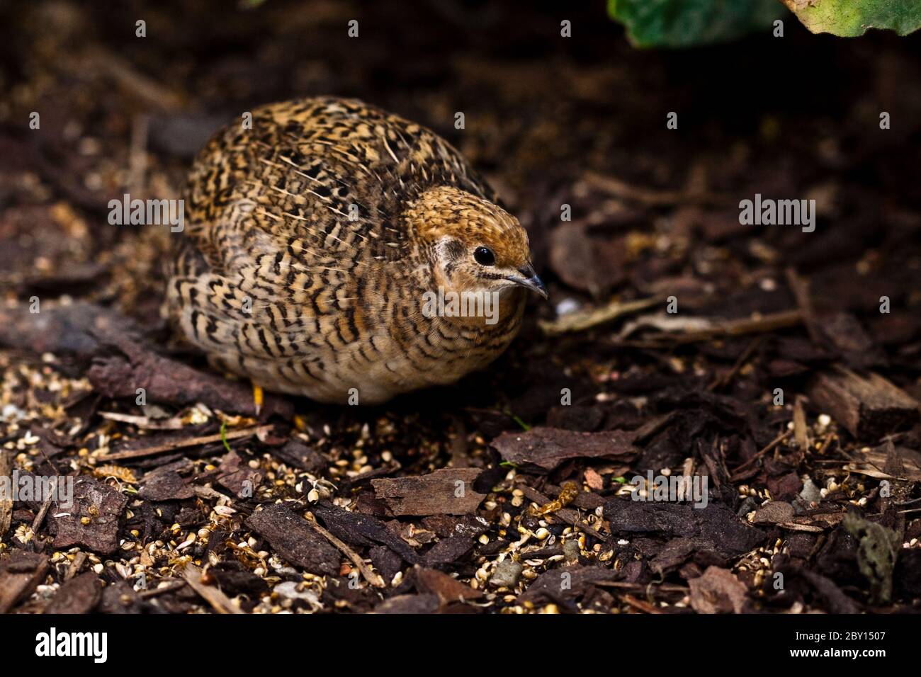 Re Quaglia (Coturnix chinensis) Foto Stock