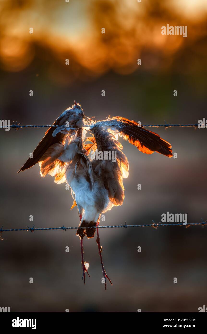 Il pullover mascherato ha impalato su una recinzione a filo spinato dopo un errore di giudizio in una battaglia aerea con un rivale su una stazione di bestiame a Cape York, Australia. Foto Stock