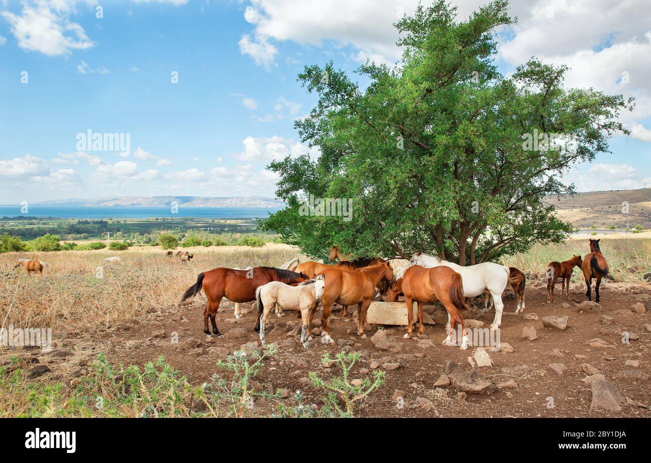 gregge di cavalli vicino ad un albero contro un cielo blu Foto Stock