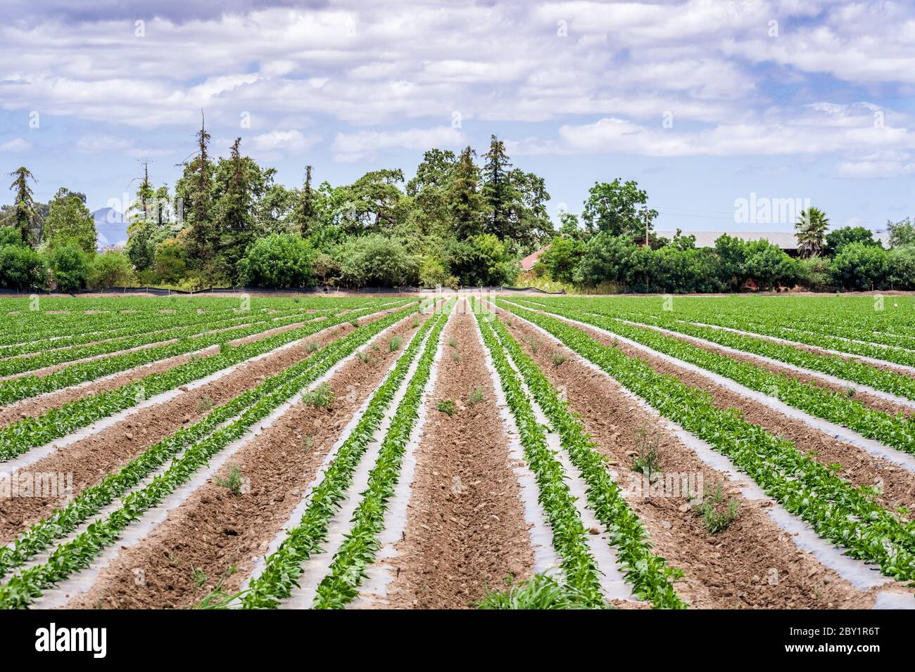 Giovani piante di pepe che crescono su un campo agricolo nella zona sud di San Francisco Bay; Gilroy, California Foto Stock