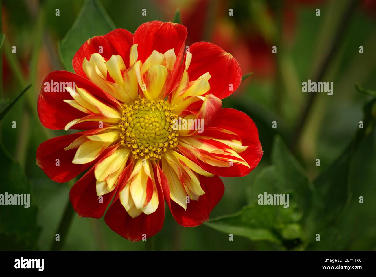 Collo volant dahlia Foto Stock