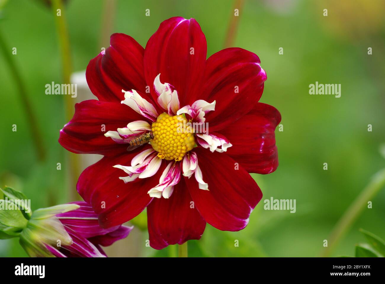 Collo ruffle dahlia con ape Foto Stock