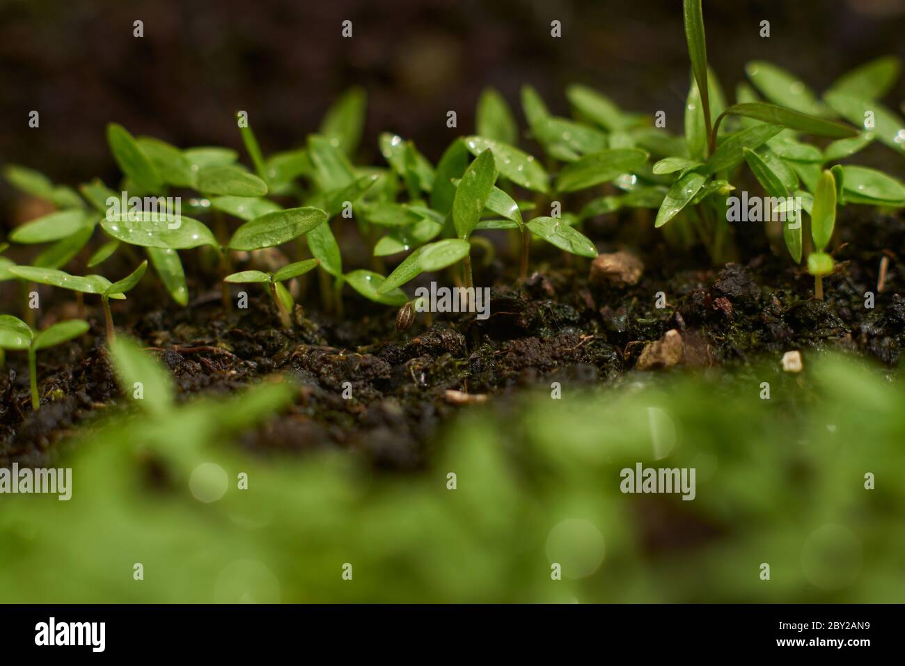 Primo piano di germogli di prezzemolo verde Foto Stock