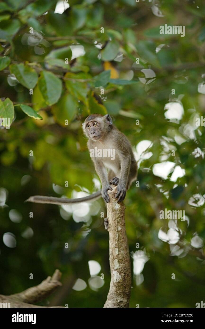 Scimmia Macaque saltando Foto Stock