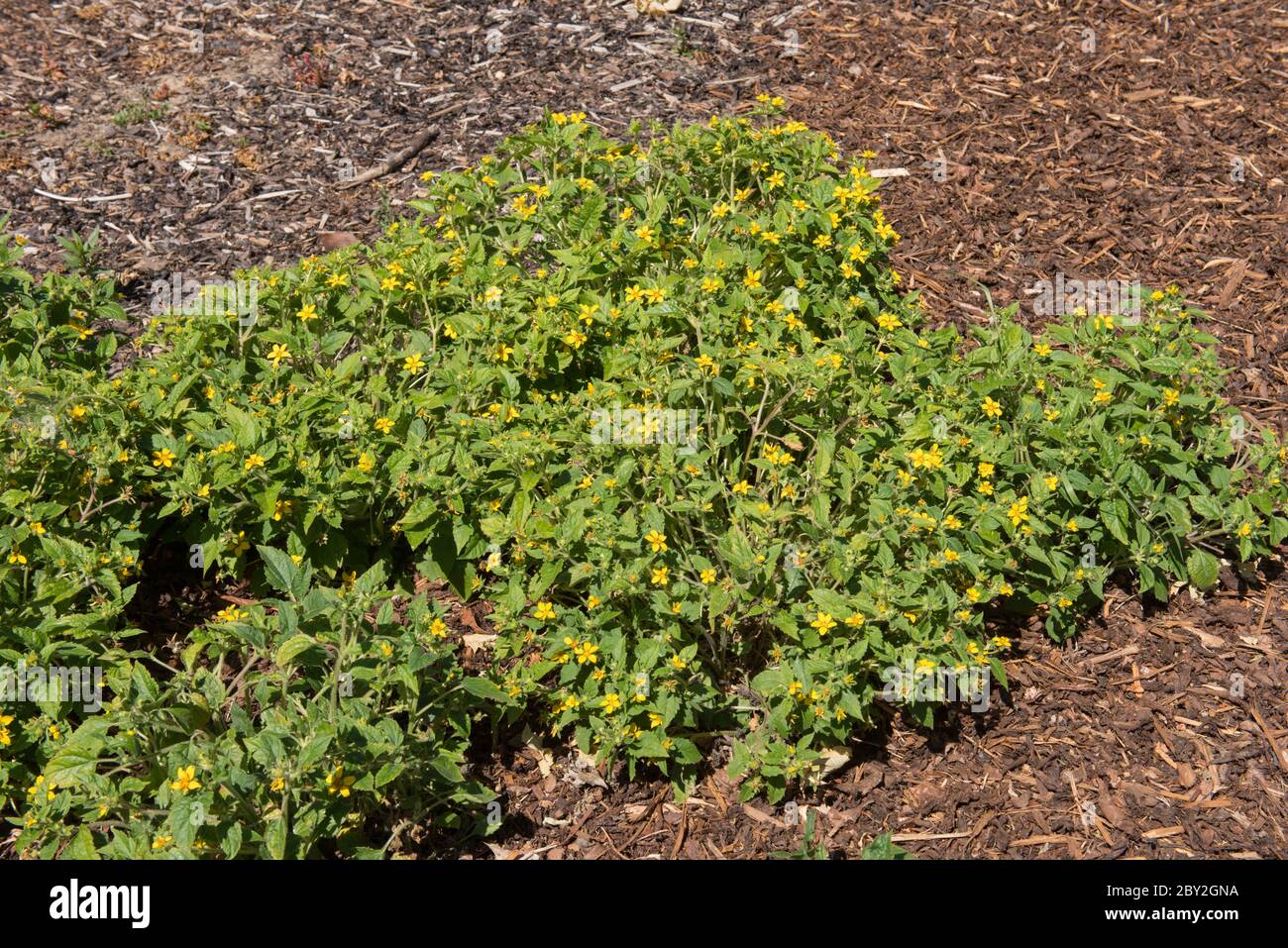 Estate fioritura giallo chiaro ginocchio dorato o fiori Golden Star (Chrysogonum virginianum) circondato da chip di legno in un giardino di bosco Foto Stock