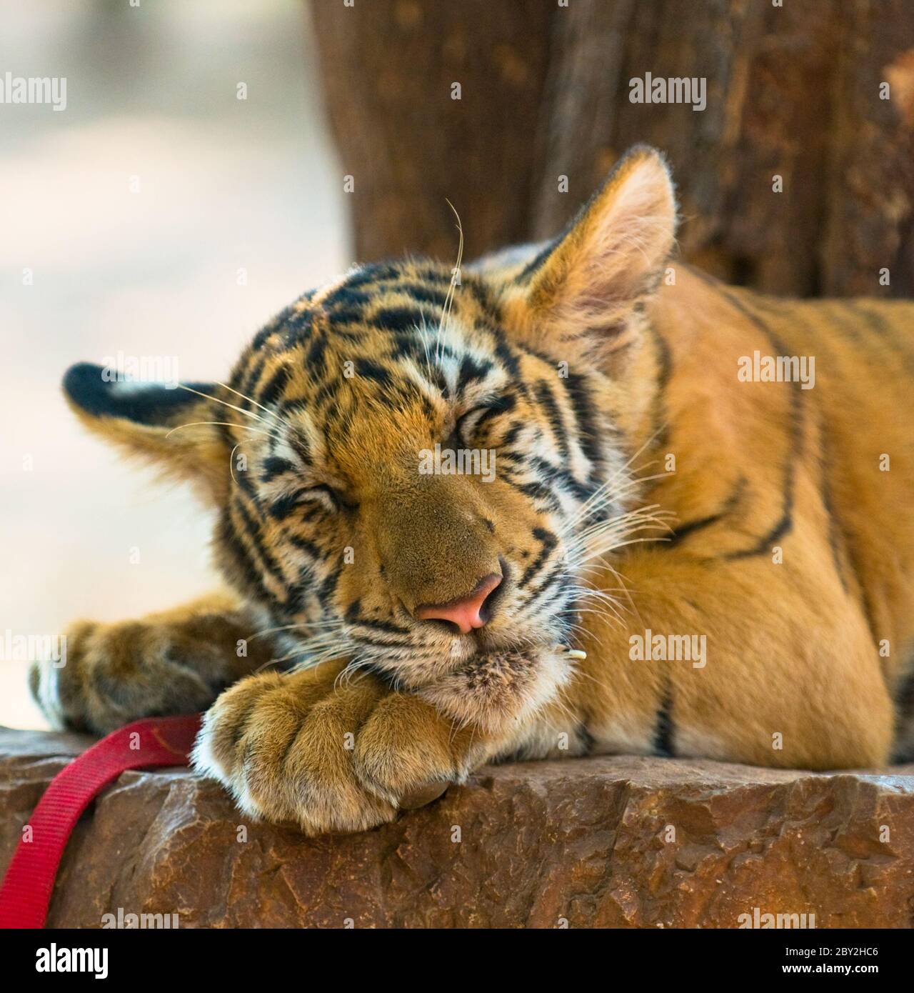 Chiudere l immagine dei giovani tiger Foto Stock