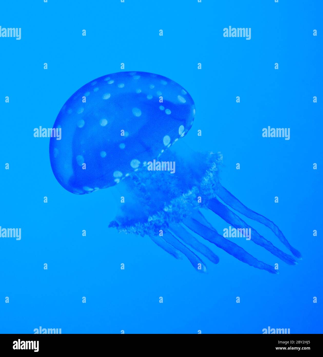 meduse blu Foto Stock