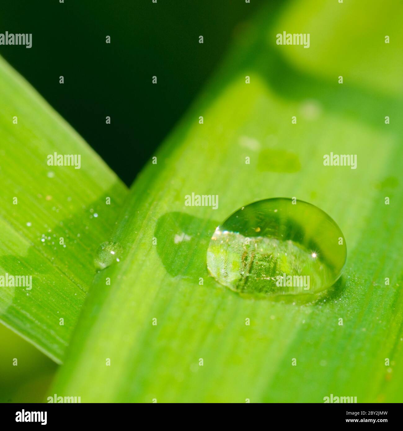 Acqua goccia sulla foglia verde Foto Stock
