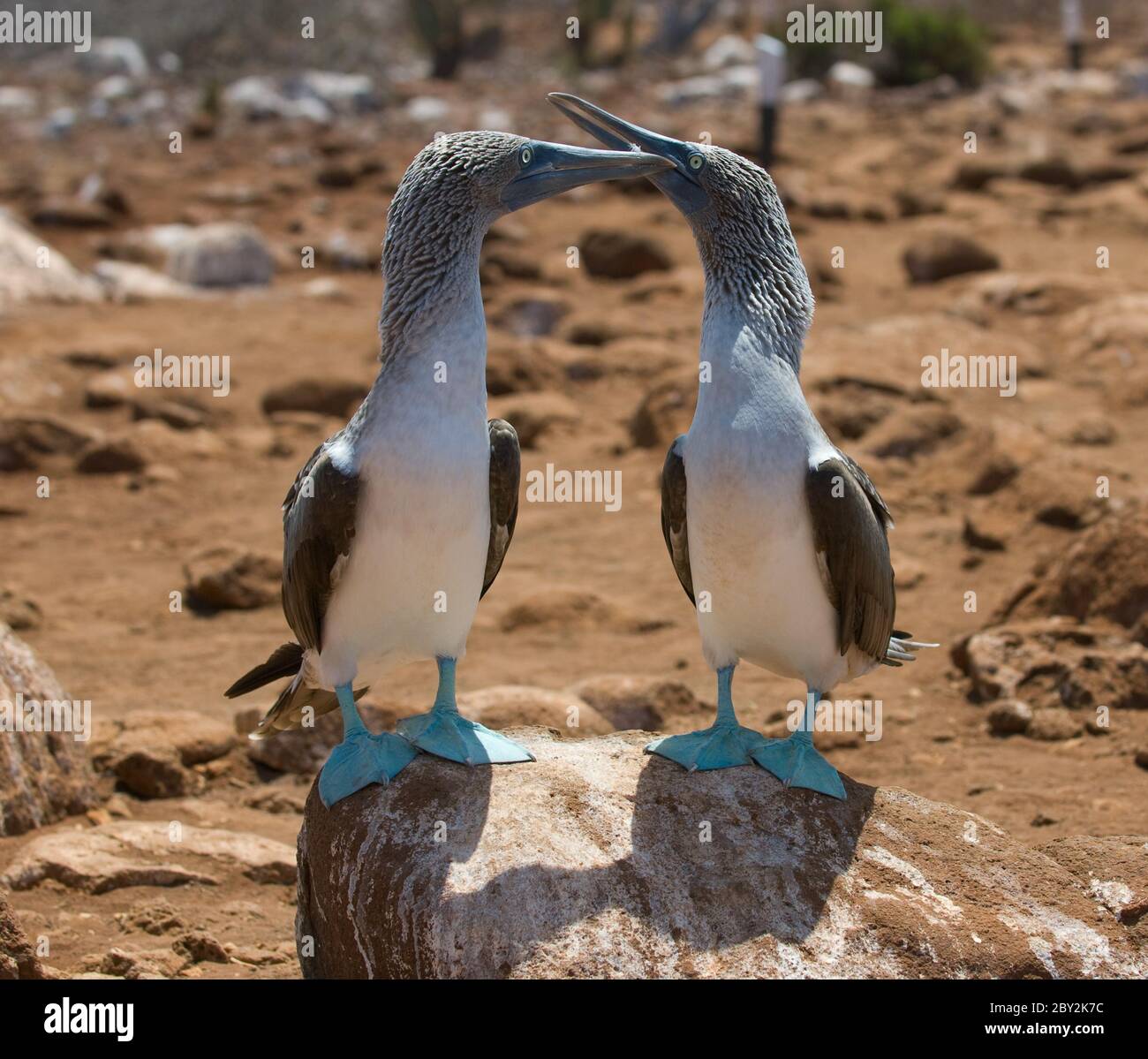 Blu-footed boobies Foto Stock