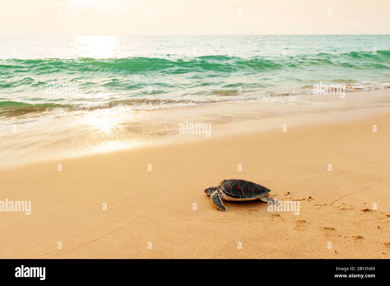 Primi passi di una tartaruga di Mar Verde in direzione dell'oceano sulla spiaggia all'alba. Khao Lampi-Hat Thai Mueang National Park, Thailandia. Foto Stock
