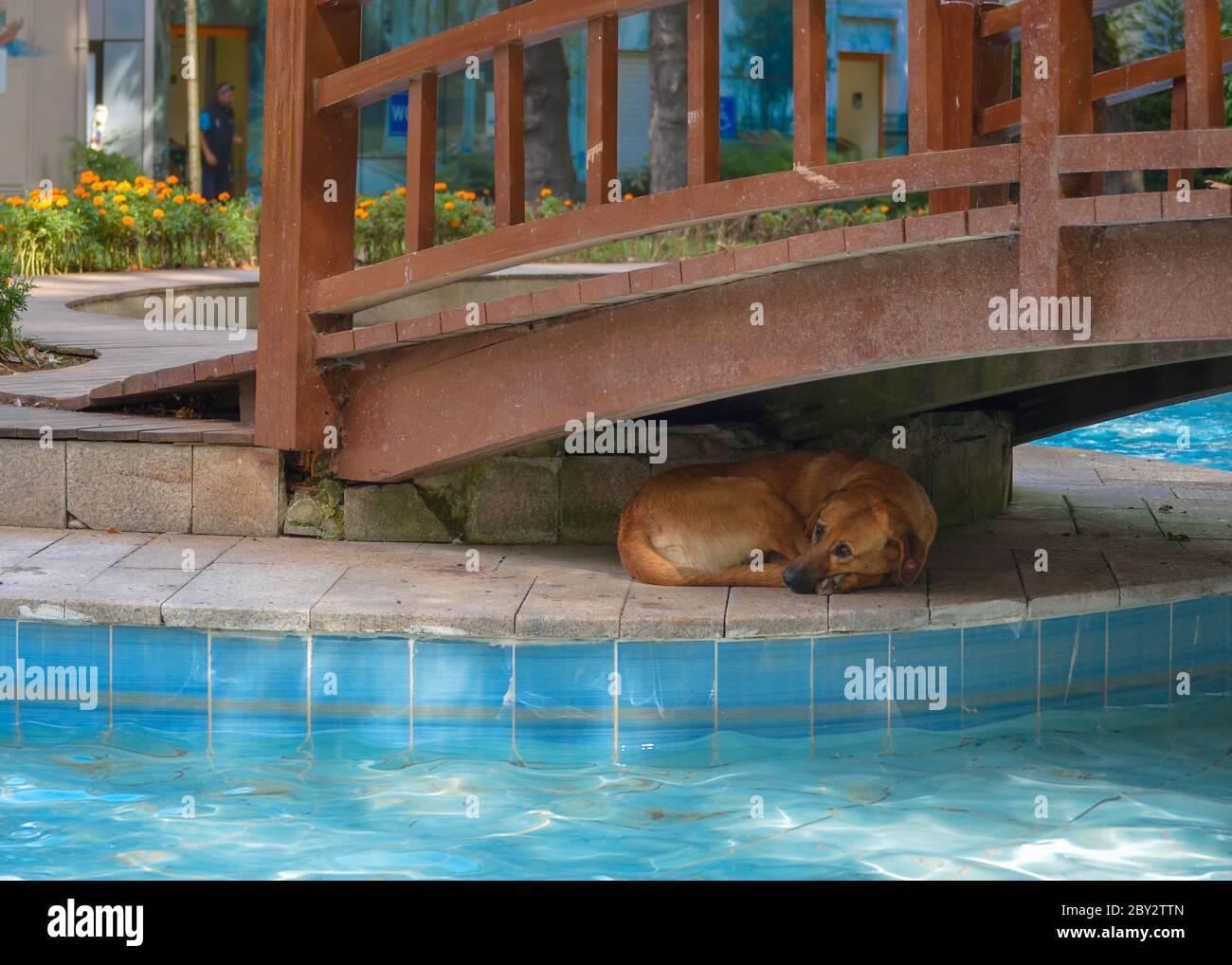 Il triste cane senza dimora si trova sotto un ponte vicino alla piscina nel parco pubblico Foto Stock