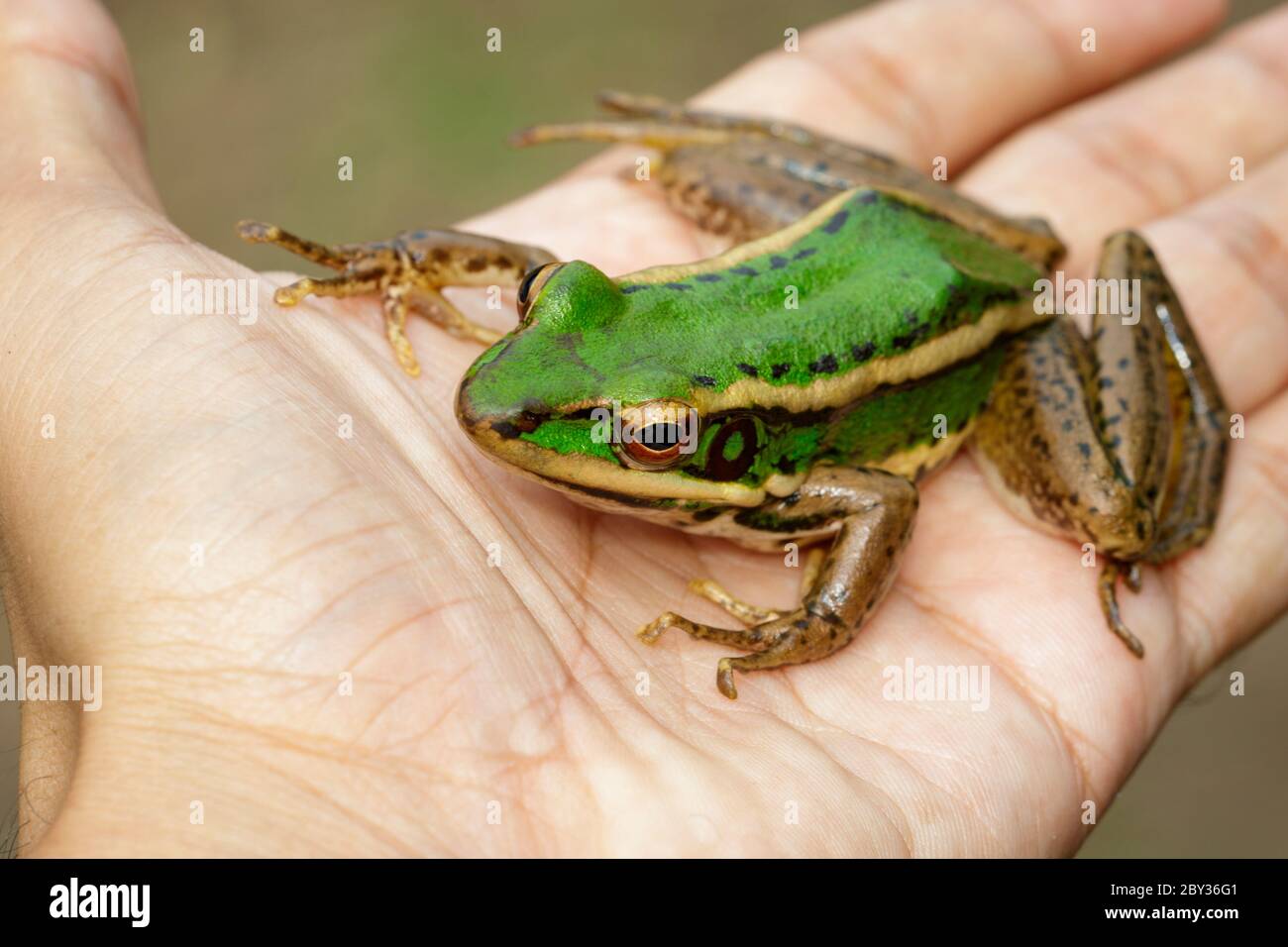 Immagine di rana verde di campo di risone o rana verde di papà (Rana erythraea) a portata di mano. Anfibio. Animale. Foto Stock