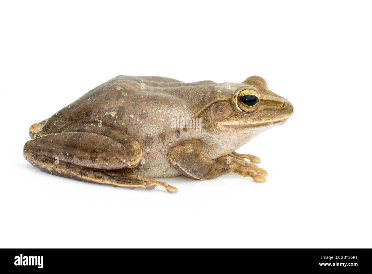 Immagine di rana, polipedati leucomystax, polipedati maculatus su sfondo bianco. Anfibio. Animale. Foto Stock