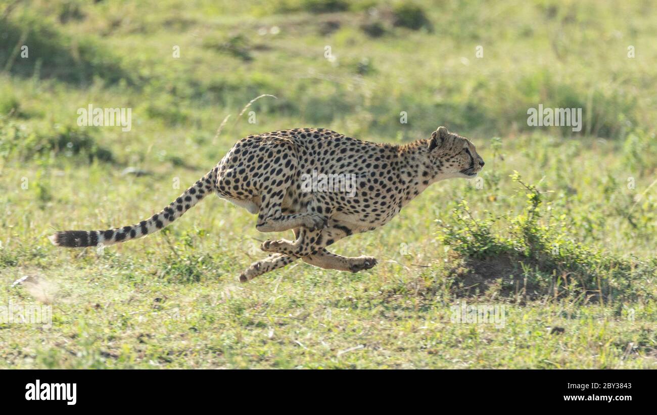 Una ghepardo adulto con vista laterale del corpo che corre a velocità in una giornata di sole con sfondo verde a Masai Mara Kenya Foto Stock