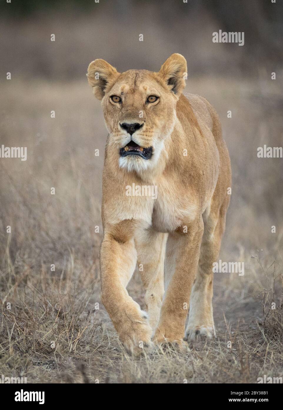 Scatto verticale di una leonessa adulta che guarda allerta e cammina nella riserva di Ndutu in Tanzania Foto Stock