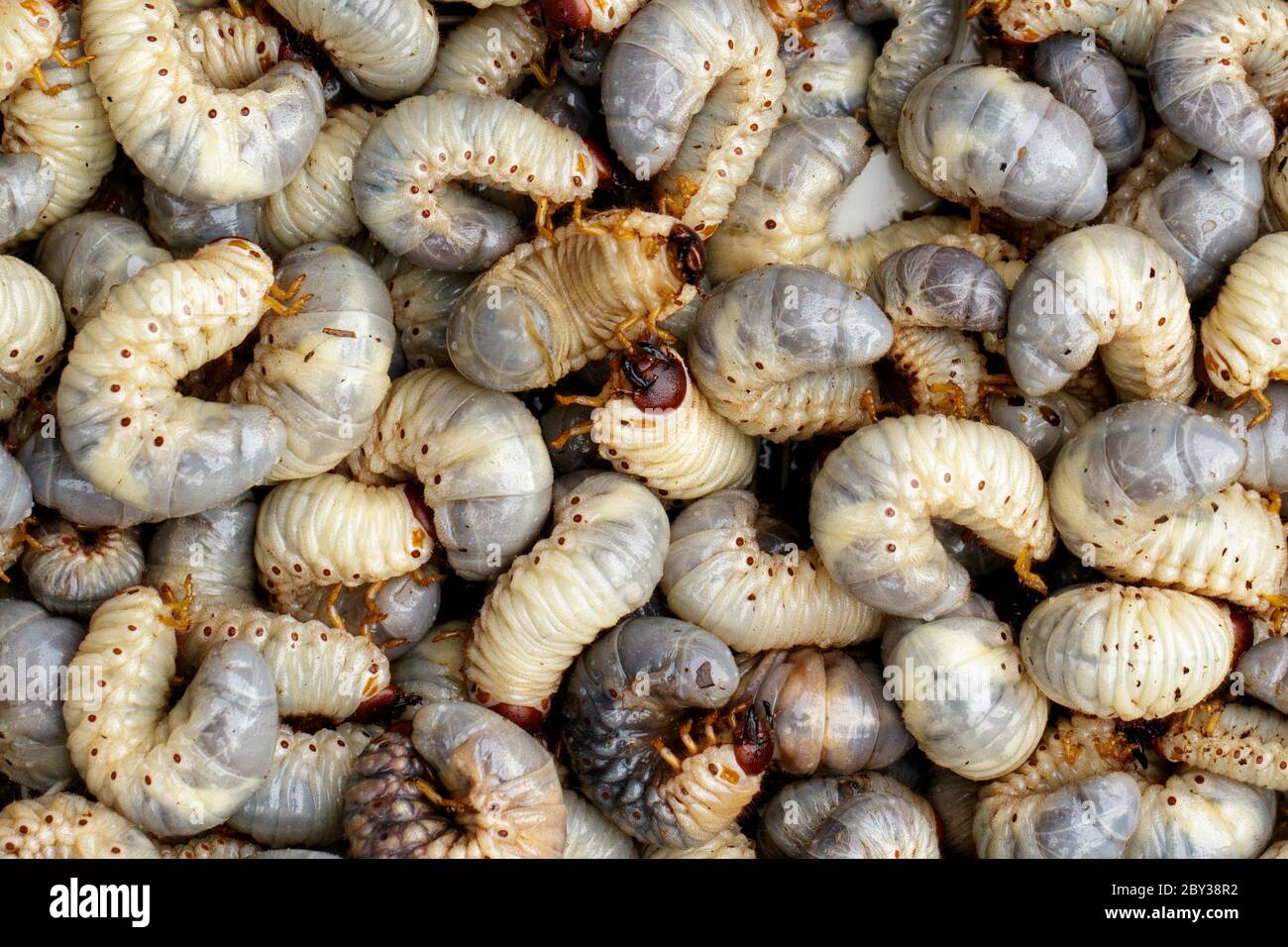 Immagine di vermi di grano, rhinoceros di cocco (Oryctes rhinoceros), Larva. Foto Stock