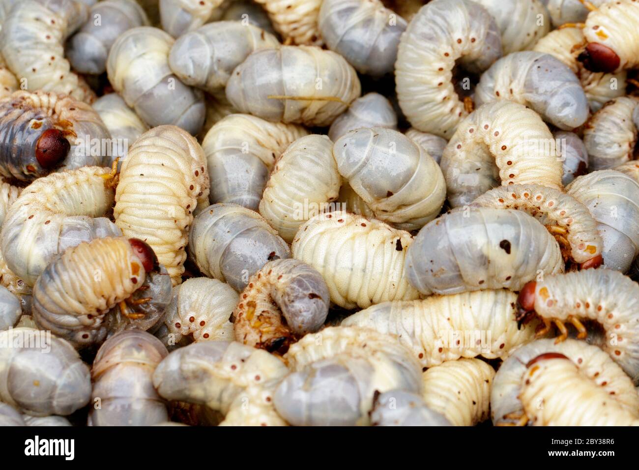 Immagine di vermi di grano, rhinoceros di cocco (Oryctes rhinoceros), Larva. Foto Stock