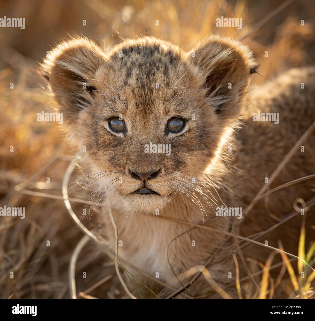 Un piccolo ritratto retroilluminato a cub leone in primo piano sul viso in una calda luce pomeridiana a Kruger Park, Sudafrica Foto Stock
