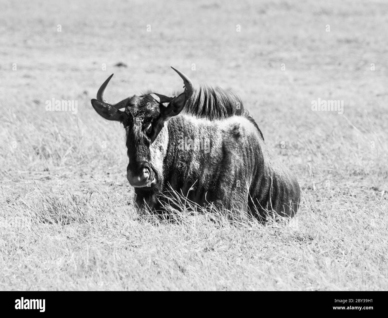 Wildebeest, o gnu, seduto nell'erba secca della savana, Moremi Game Reserve, Okavango Regione, Botswana, Africa. Immagine in bianco e nero. Foto Stock