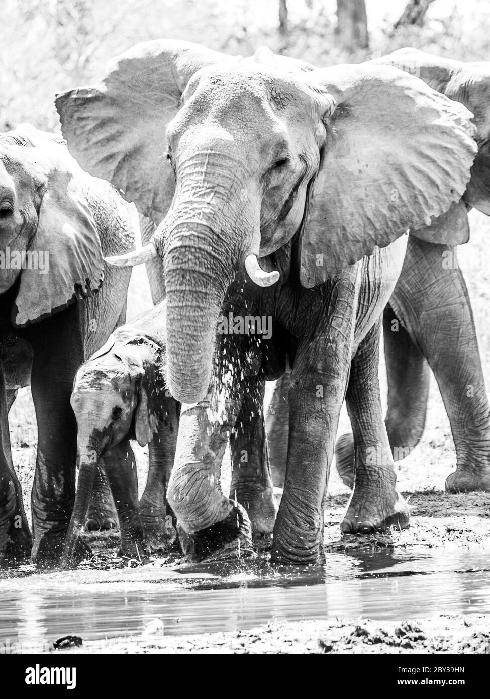 Mandria di elefanti africani assetati che bevono acqua al buco d'acqua. Riserva di Moremi, Okavango Regione, Botswana. Immagine in bianco e nero. Foto Stock