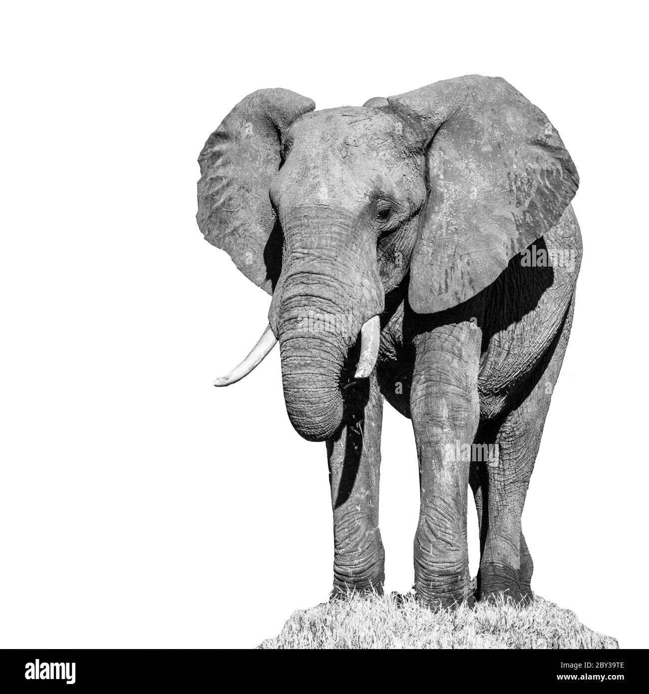 Enorme elefante africano in piedi in erba e mangiare. Isolato su sfondo bianco. . Immagine in bianco e nero. Foto Stock