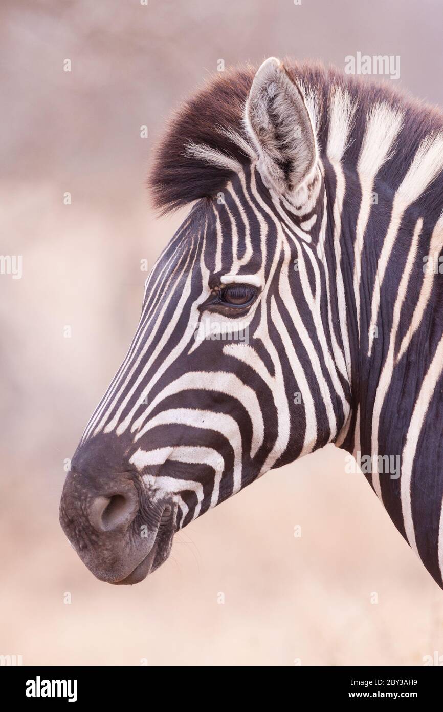 Ritratto verticale di zebra vista laterale della testa con sfondo morbido nel Parco Nazionale Kruger Sud Africa Foto Stock