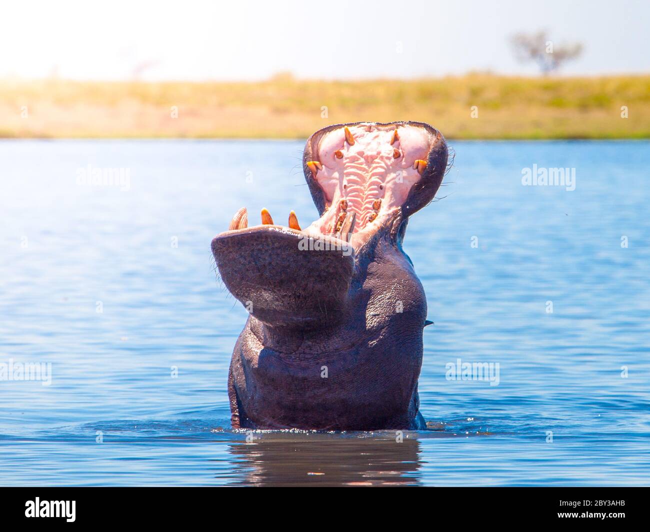 Ippopotamo africano con largo e spaventoso muso in acqua. Ippopotamo pericoloso in habitat naturale del fiume Chobe, Botswana, Africa. Foto Stock