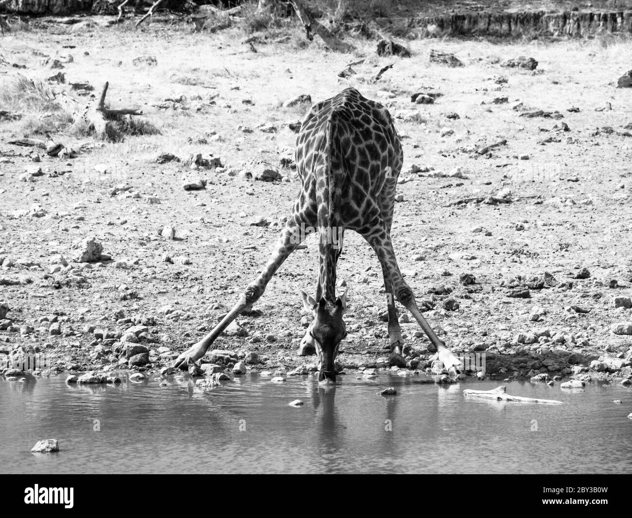 Giraffa assetata che beve da un buco d'acqua in posa tipica con ampie gambe, Etosha National Park, Namibia. Immagine in bianco e nero. Foto Stock