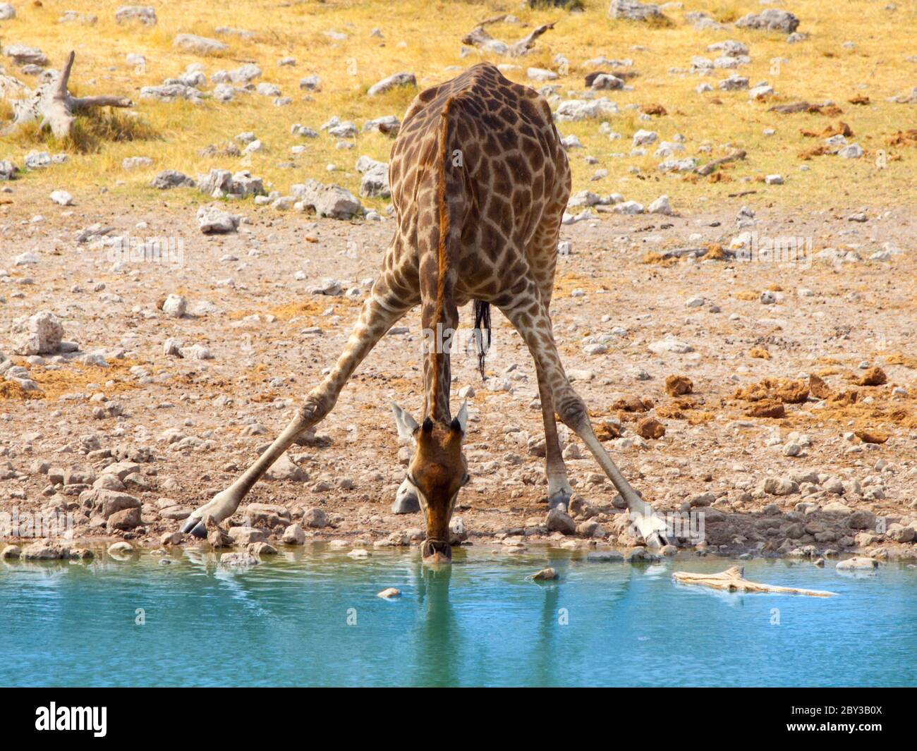 Giraffa assetata che beve da waterhole in posa tipica con gambe larghe sparse, Etosha National Park, Namibia, Africa. Foto Stock