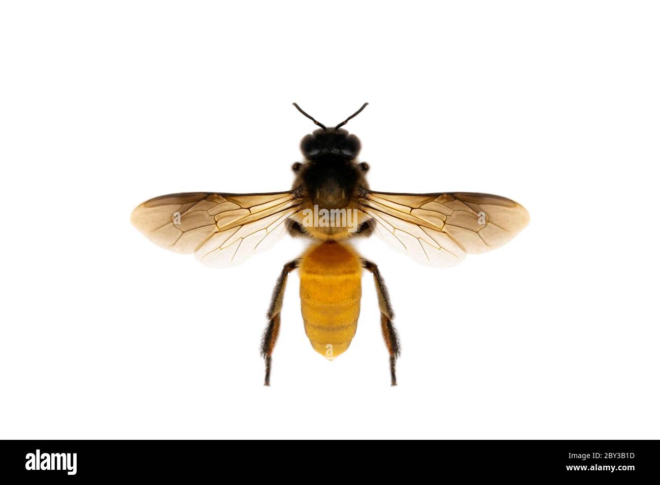 Immagine di ape o ape isolata su sfondo bianco. Insetto. Animali. Foto Stock