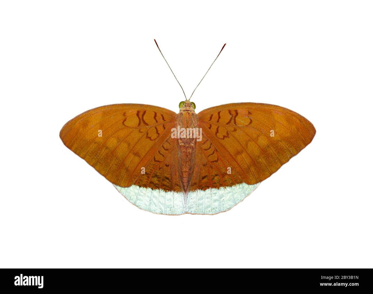 Immagine di farfalle comuni di ear maschi (Tanaecia julii odilina) isolate su sfondo bianco. Insetto. Animali. Foto Stock