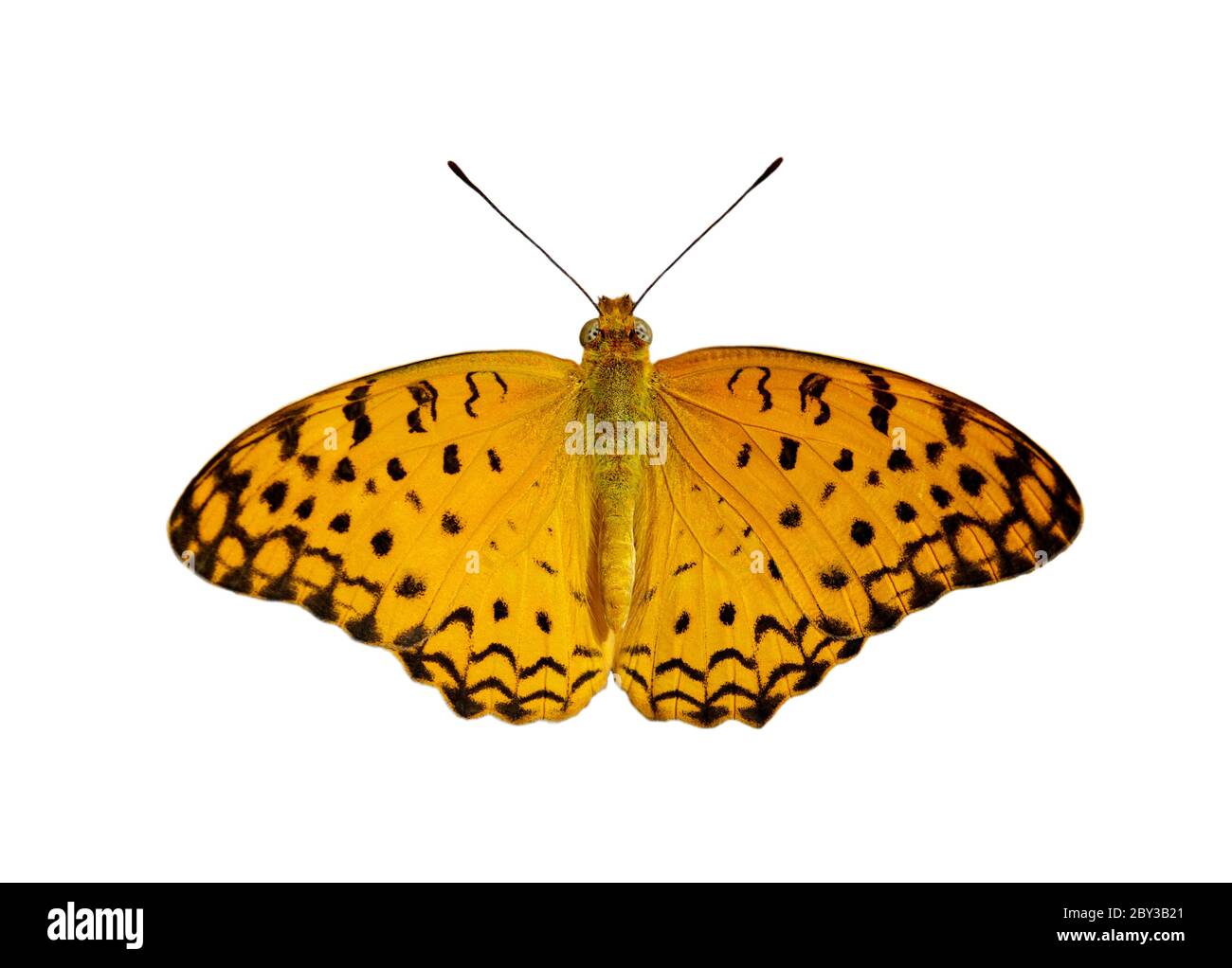 Immagine di farfalla comune leopardo (Phalanta phalantha) isolato su sfondo bianco. Insetto. Animali. Foto Stock