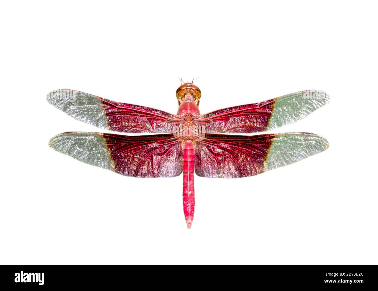 Immagine di una gigantesca libellula sultana maschile (Camacinia gigantea) isolata su sfondo bianco. Insetto. Animali. Foto Stock