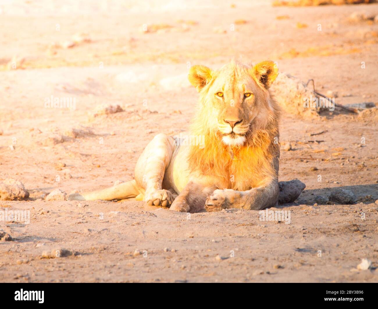 Leone giovane maschio che riposa su un terreno polveroso al tramonto, Etosha National Park, Namibia, Africa. Foto Stock